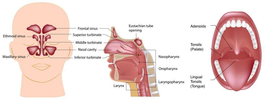 sleep apnea airway anatomy