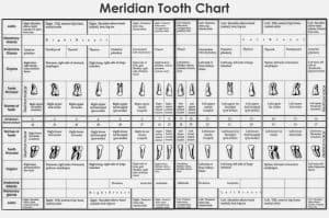 tooth meridian chart